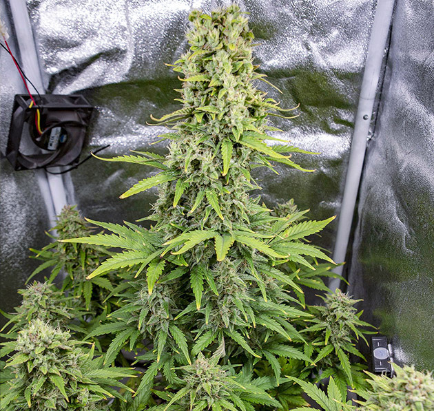 Созревшие соцветия марихуаны