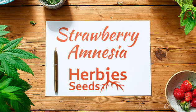 Гроурепорт сорта Strawberry Amnesia от сидбанка Herbies Seeds