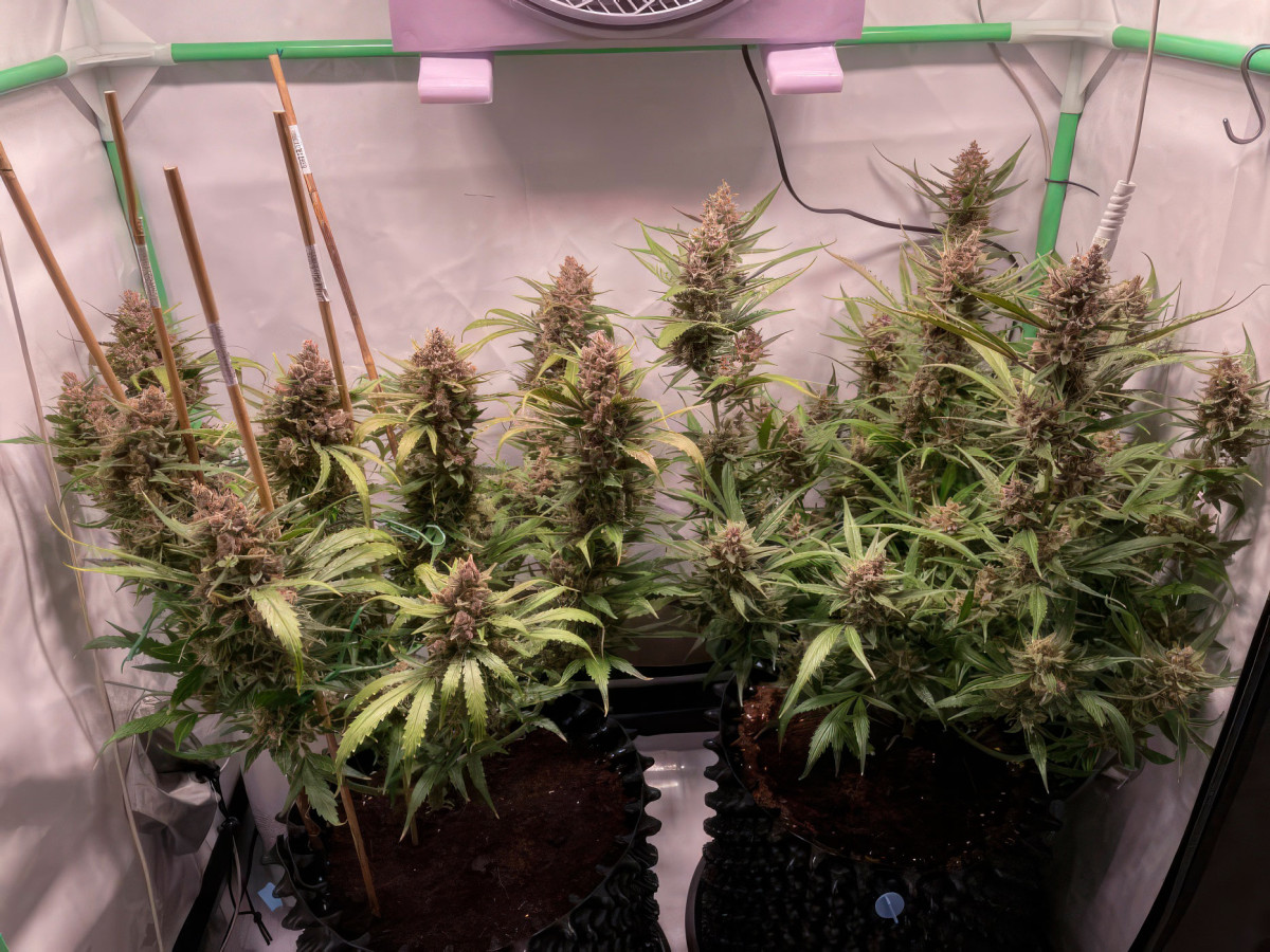 Кусты Apricot Auto на 10 неделе