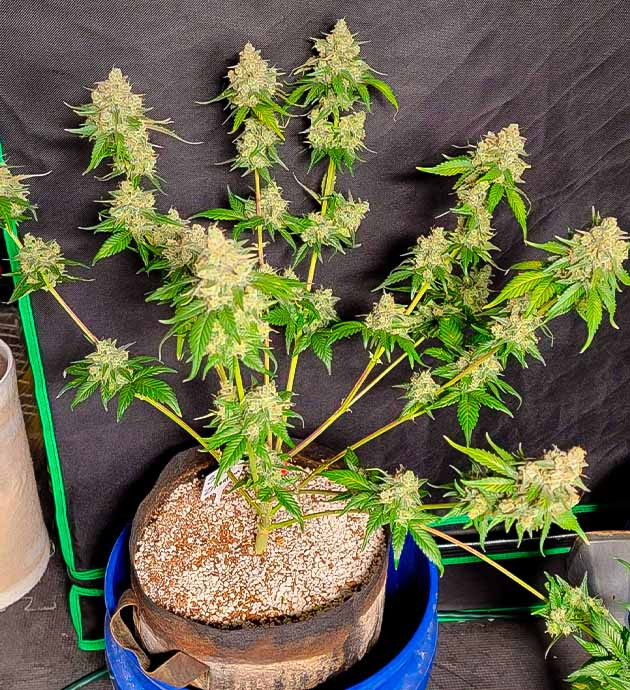 Куст Sweet Zenzation XL Auto на заключительных неделях развития