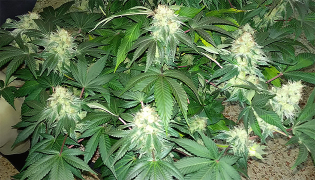 Куст марихуаны перед харвестом