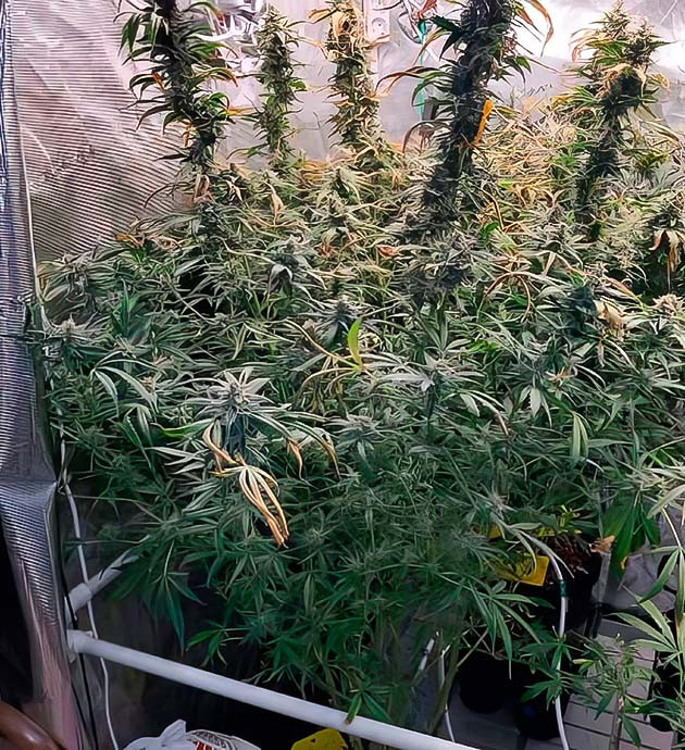 Завершение цветения Amnesia Zkittlez Auto