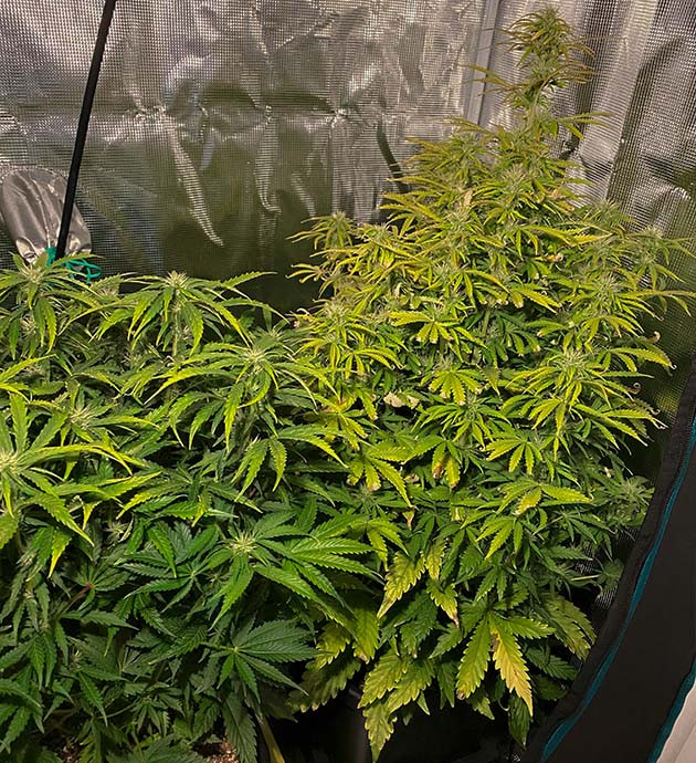 Отмирание листьев на кусте