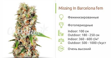 Missing In Barcelona fem (Eva Seeds)