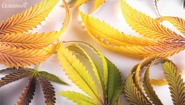 Болезни листьев марихуаны