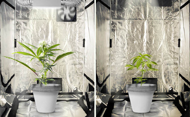 Экономия на содержании бокса для вегетации