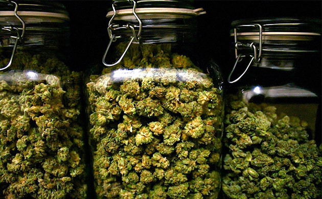 Шишки в прозрачных банка с плотно закрывающимися крышками