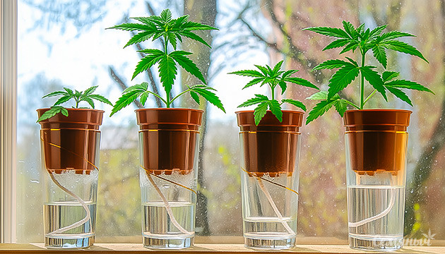 Фитильная гидропоника для конопли без почвы