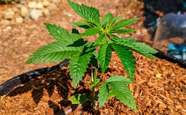 Росток Gorilla Cookies FF от FastBuds на 1-3 неделе