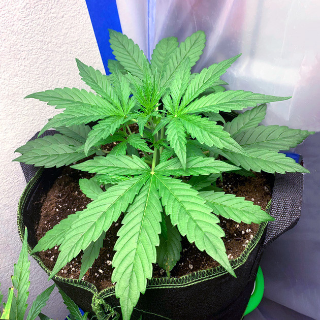 Куст на третьей неделе выращивания