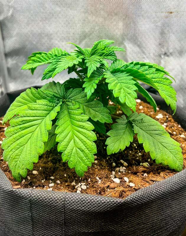 Куст каннабиса на ранней стадии роста