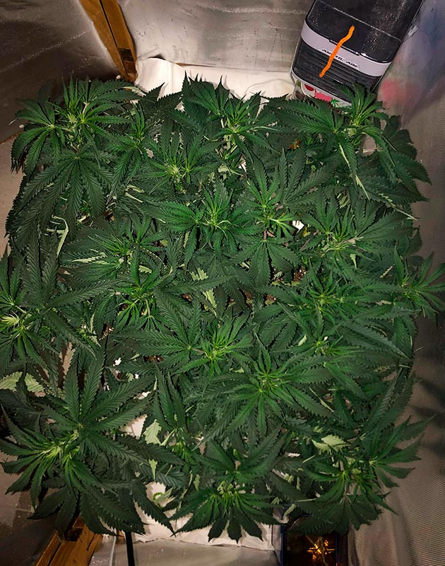 Финальная стадия вегетации: подготовка к цветению и оптимальные условия