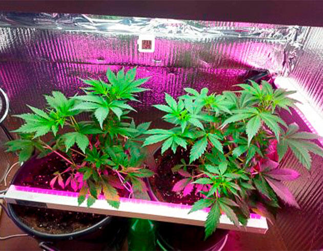 Желтизна на листьях и состав компота Кусты Auto Tutankhamon на 5 неделе развития