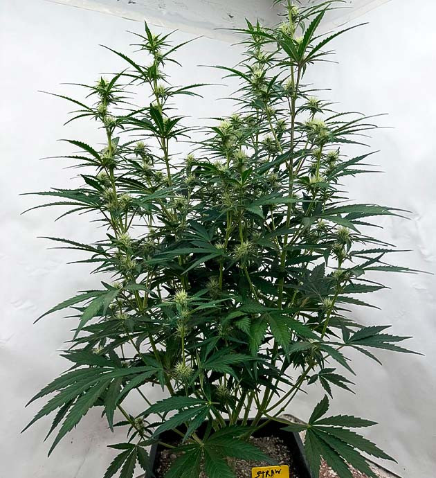 Куст Strawberry Gorilla Auto на стадии цветения