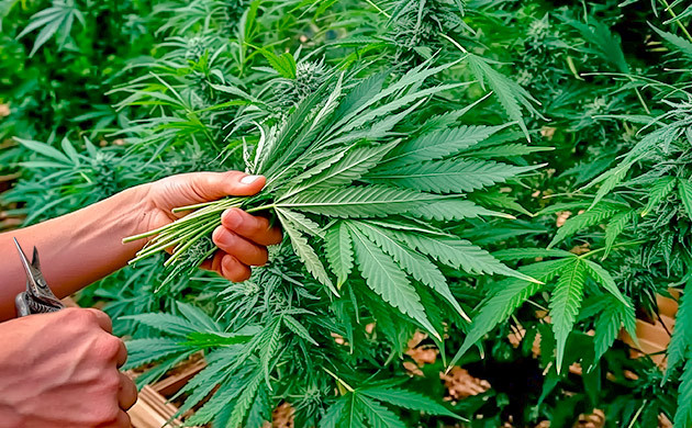 Советы по подвязыванию и поддержке конопли