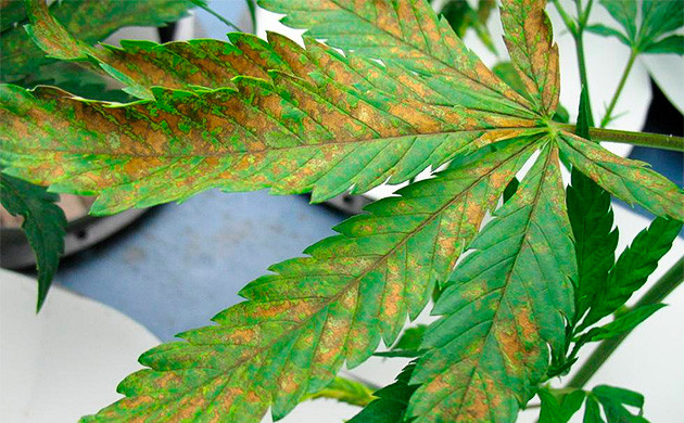 Лист каннабиса покрытый коричневыми пятнами