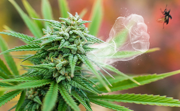 Природное предназначение терпенов в каннабисе
