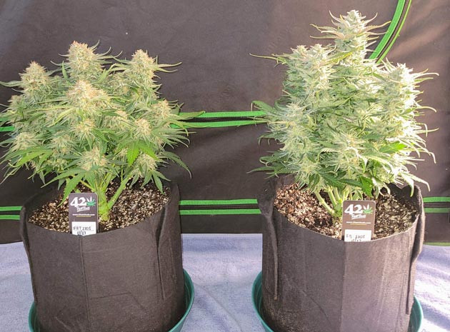 Уменьшение удобрений Ztrawberriez Auto