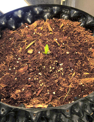 Маленький росток в горшке эйрпод