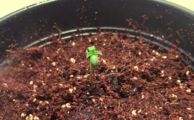 Семядоли и пара листочков