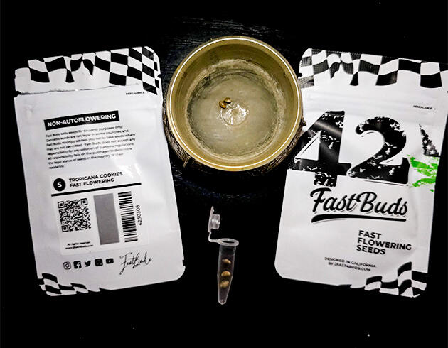 Проращивание Tropicana Cookies FF от FastBuds