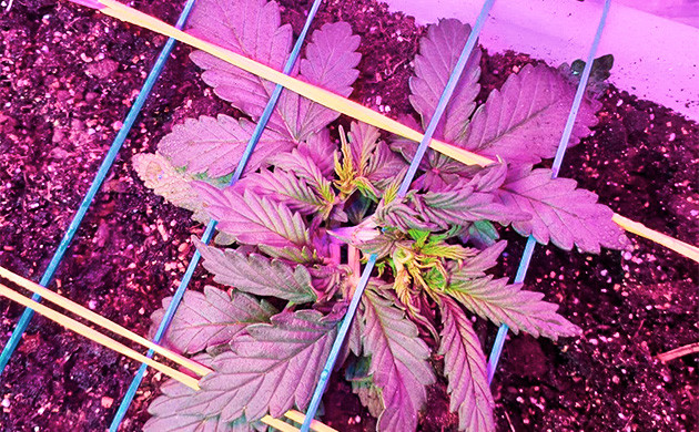 Добавление резинок для тренировки куста