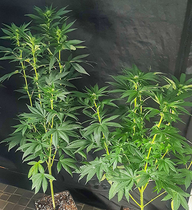 Кусты конопли с обрезанными листьями