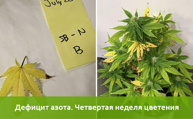 Исследования недостатка азота в марихуане