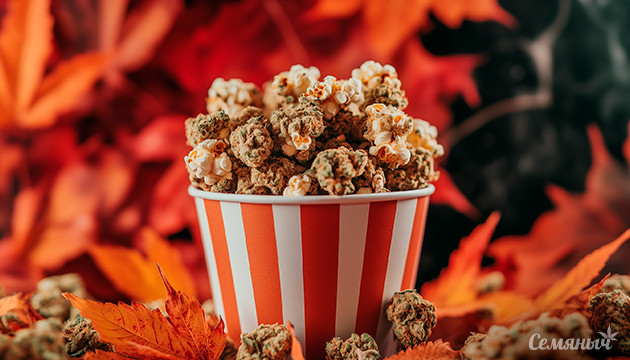 Осенние сорта конопли и фильмы