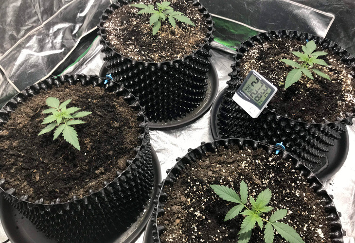 Стадия вегетации Jack 47 Auto