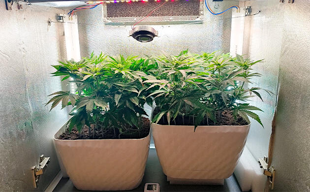 Кусты Mimosa Shot и Gorilla Zkittlez на 7 неделе