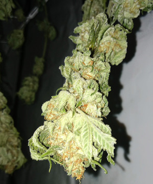 Сухая шишка LSD