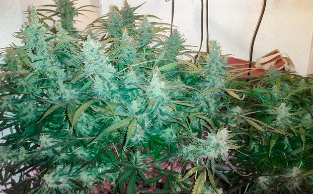 13 неделя роста