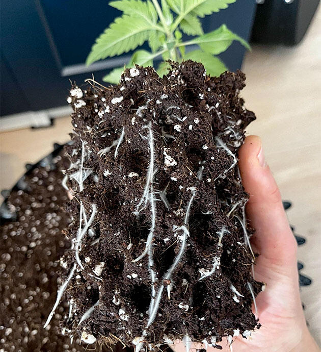 Конопля в кокосовом субстрате с развитой корневой системой