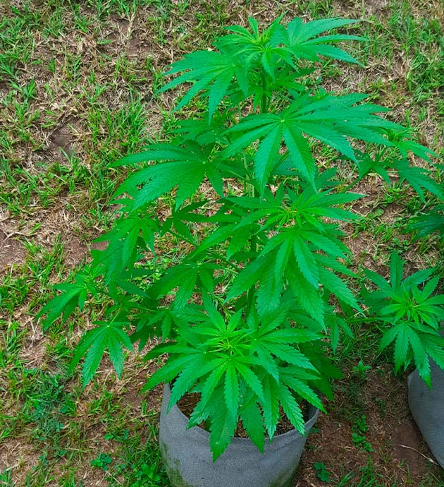 Куст конопли после дождя