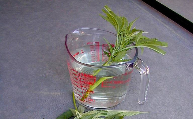 Стимуляция корнеобразования черенков