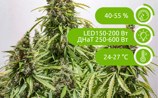 Влажность, освещение и температура для индора