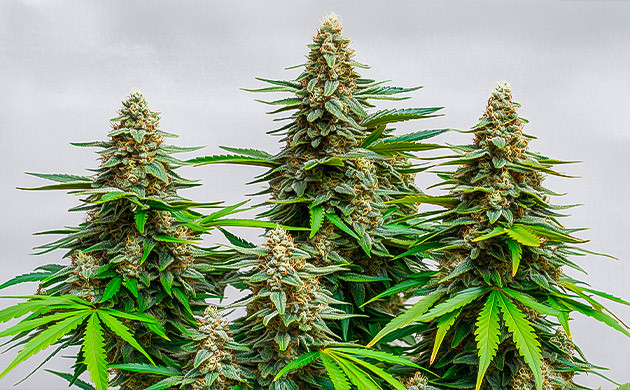 Советы по культивации Mazar для гроверов