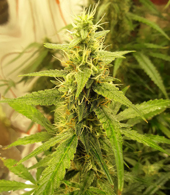 Созревшая кола Auto New York City