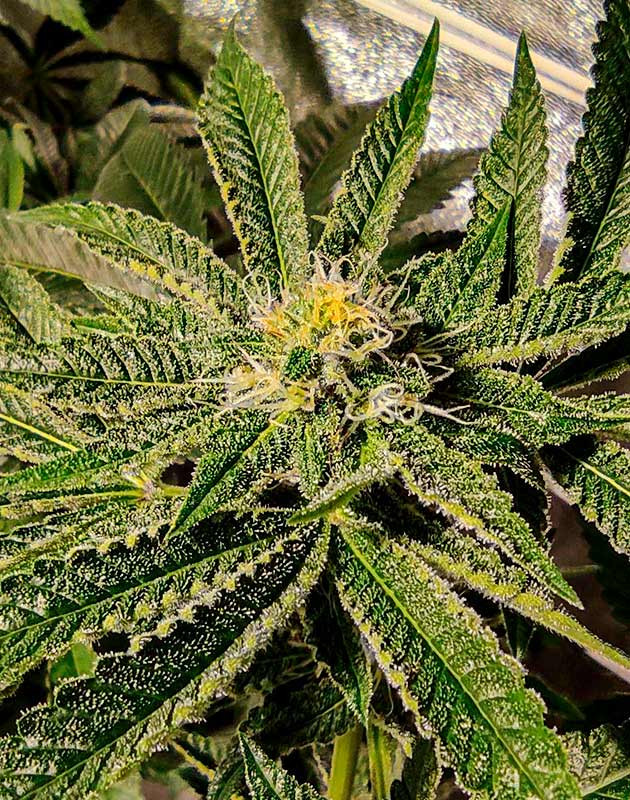 Борьба с трипсами