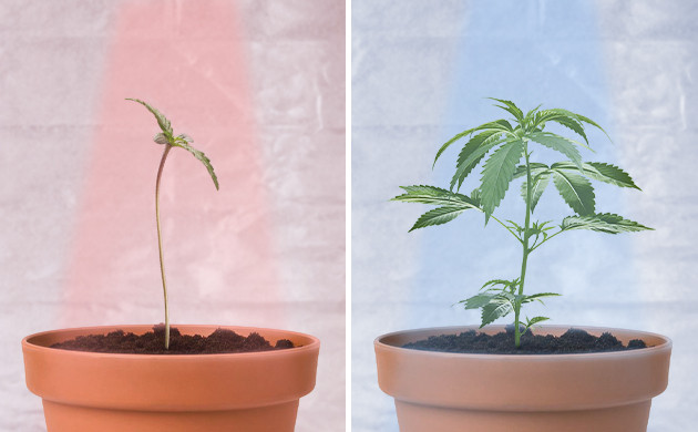 Влияние красного и синего спектра на росток