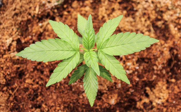 Подросший росток