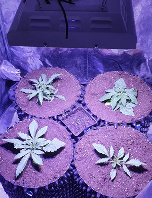 4 куста в 20 литровых эйр-потах