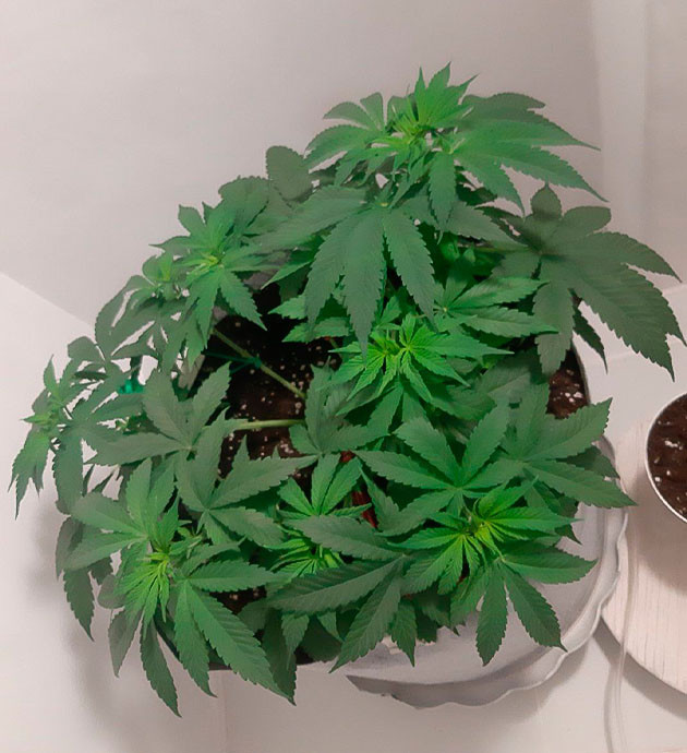 Glue Sherbet: Коррекция роста