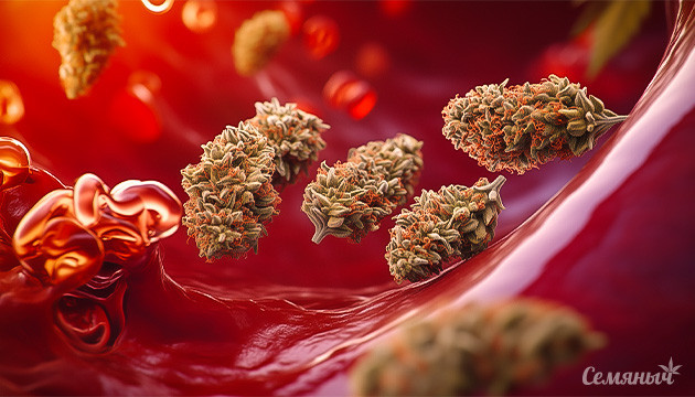 Сколько марихуана держится в крови?