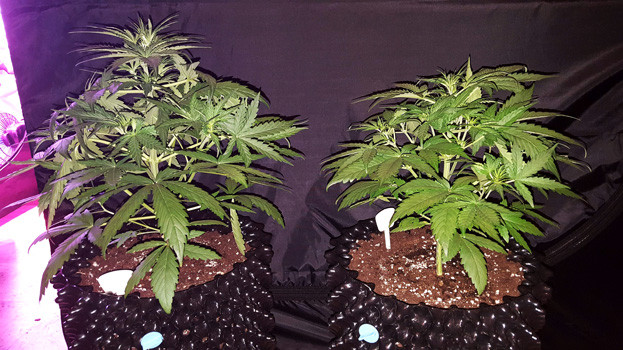 Два куста марихуаны на 4 неделе выращивания
