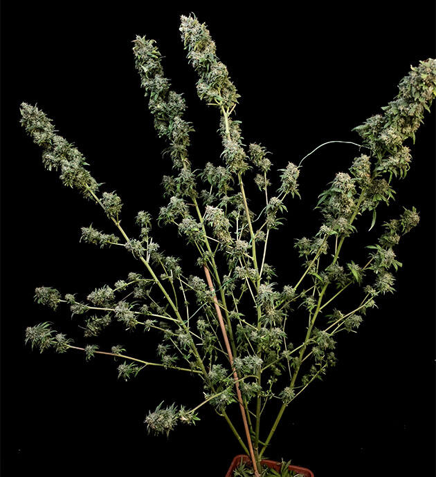 13 неделя Tropicana Cookies FF от FastBuds