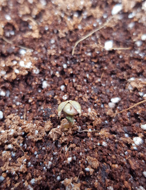 Проращивание семени марихуаны