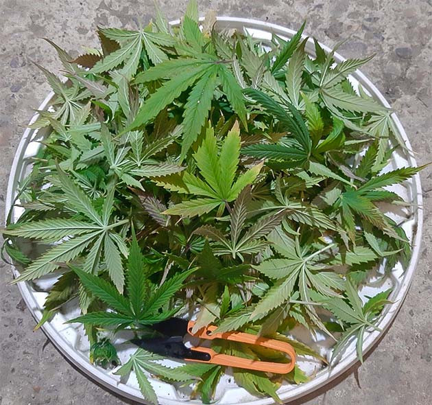 Раствор для Critical Orange Punch Auto