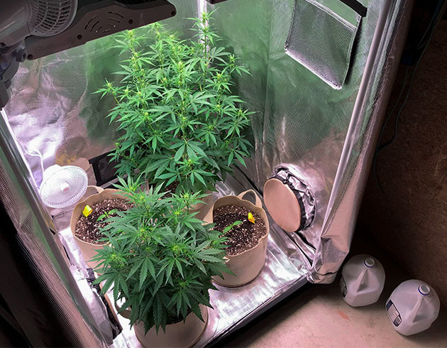 Добавление двух саженцев в гроубокс